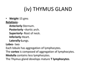 (iv) THYMUS GLAND
• Weight-15 gms
Relations-
Anteriorly-Sternum.
Posteriorly –Aortic arch.
Superiorly- Root of neck.
Inferiorly-Heart.
Laterally-Lungs.
Lobes- two
Each lobule has aggregation of lymphocytes.
The cortex is composed of aggregation of lymphocytes.
Medulla contains less lymphocytes.
The Thymus gland develops mature T lymphocytes.
 