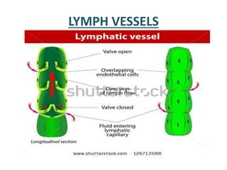 LYMPH VESSELS
 