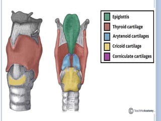 Anatomy and physiology of Larynx structure | PDF