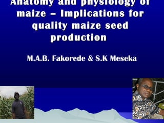 Anatomy and physiology ofAnatomy and physiology of
maize – Implications formaize – Implications for
quality maize seedquality maize seed
productionproduction
M.A.B. Fakorede & S.K Meseka
 