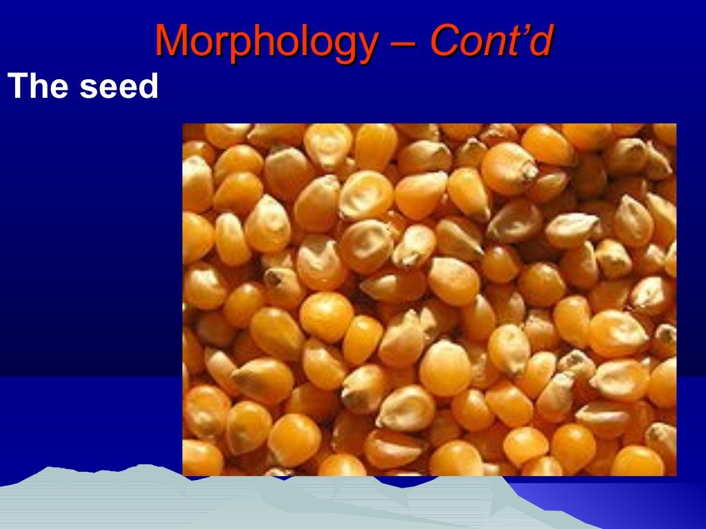 Anatomy and physiology of maize Implications for quality maize seed…