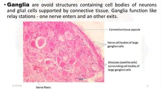 • Ganglia are ovoid structures containing cell bodies of neurons
and glial cells supported by connective tissue. Ganglia function like
relay stations - one nerve enters and an other exits.
01-09-2020 11
 