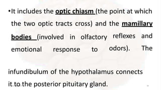 •It includes the optic chiasm (the point at which
the two optic tracts cross) and the mamillary
01-09-2020 30
emotional response
bodies (involved in olfactory
to
reflexes and
odors). The
infundibulum of the hypothalamus connects
it to the posterior pituitary gland.
 
