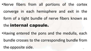 •Nerve fibers from all portions of the cortex
converge in each hemisphere and exit in the
form of a tight bundle of nerve fibers known as
the internal capsule.
•Having entered the pons and the medulla, each
bundle crosses to the corresponding bundle from
th0
e
1-09-2
o
020pposite side. 37
 