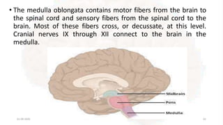 • The medulla oblongata contains motor fibers from the brain to
the spinal cord and sensory fibers from the spinal cord to the
brain. Most of these fibers cross, or decussate, at this level.
Cranial nerves IX through XII connect to the brain in the
medulla.
01-09-2020 42
 