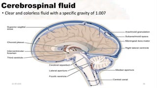 Cerebrospinal fluid
• Clear and colorless fluid with a specific gravity of 1.007
01-09-2020 56
 