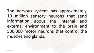 The nervous system has approximately
01-09-2020 7
10 million
information
sensory neurons that send
about the internal and
external environment to the brain and
500,000 motor neurons that control the
muscles and glands.
 
