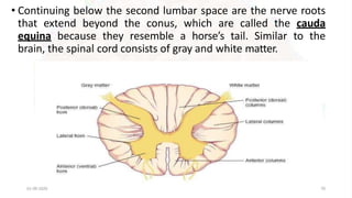 • Continuing below the second lumbar space are the nerve roots
that extend beyond the conus, which are called the cauda
equina because they resemble a horse’s tail. Similar to the
brain, the spinal cord consists of gray and white matter.
01-09-2020 70
 