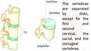 01-09-2020 76
The vertebrae
are separated
by disks,
except for the
and
first
second
cervical, the
sacral, and the
coccygeal
vertebrae.
 