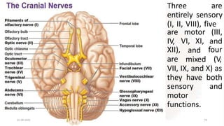 Three are
entirely sensory
(I, II, VIII), five
VI, XI,
and
mixed
are motor (III,
IV, and
XII), four
are (V,
VII, IX, and X) as
they have both
and
sensory
motor
functions.
01-09-2020 79
 