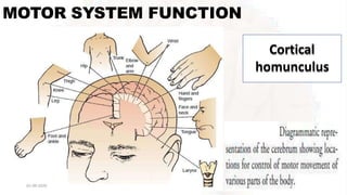 MOTOR SYSTEM FUNCTION
85
Cortical
homunculus
01-09-2020
 