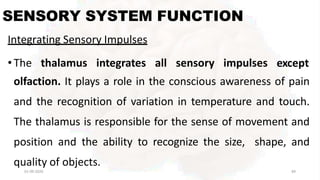 SENSORY SYSTEM FUNCTION
01-09-2020 89
Integrating Sensory Impulses
• The thalamus integrates all sensory impulses except
olfaction. It plays a role in the conscious awareness of pain
and the recognition of variation in temperature and touch.
The thalamus is responsible for the sense of movement and
position and the ability to recognize the size, shape, and
quality of objects.
 