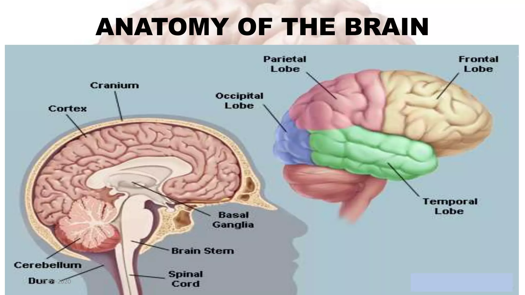 Anatomy and physiology of nervous system | PPTX