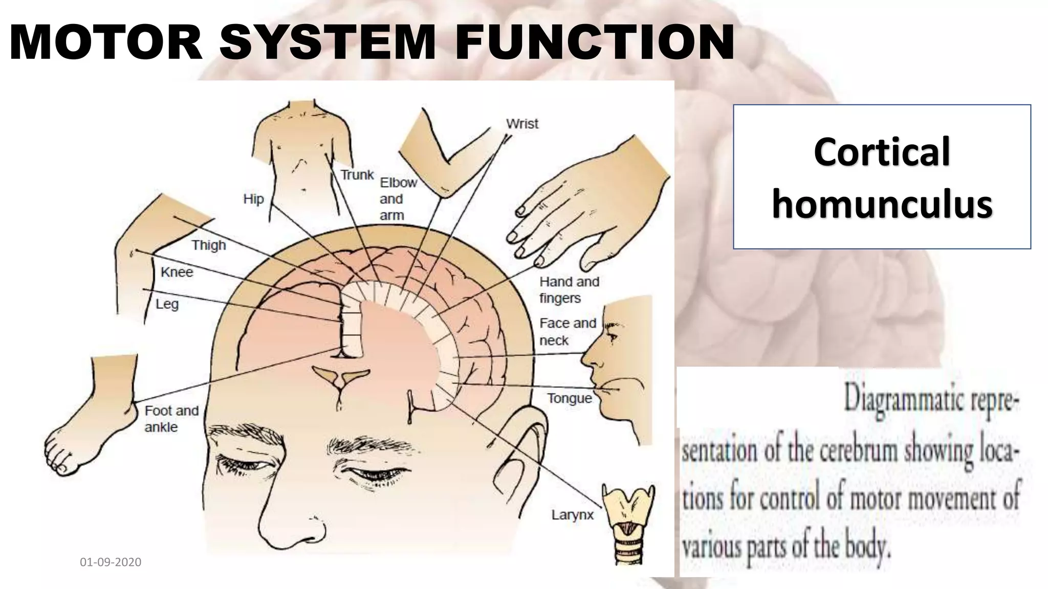 Anatomy and physiology of nervous system | PPTX