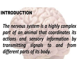 Comprehensive Overview of Nervous System Anatomy and Physiology by ...