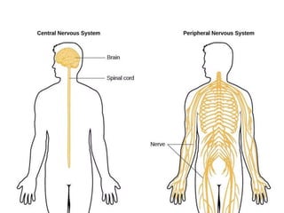 Comprehensive Overview of Nervous System Anatomy and Physiology by ...
