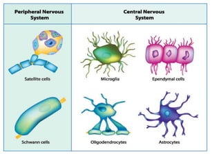 Comprehensive Overview of Nervous System Anatomy and Physiology | PPTX
