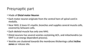 Anatomy and physiology of Neuromuscular Junction (2).pptx