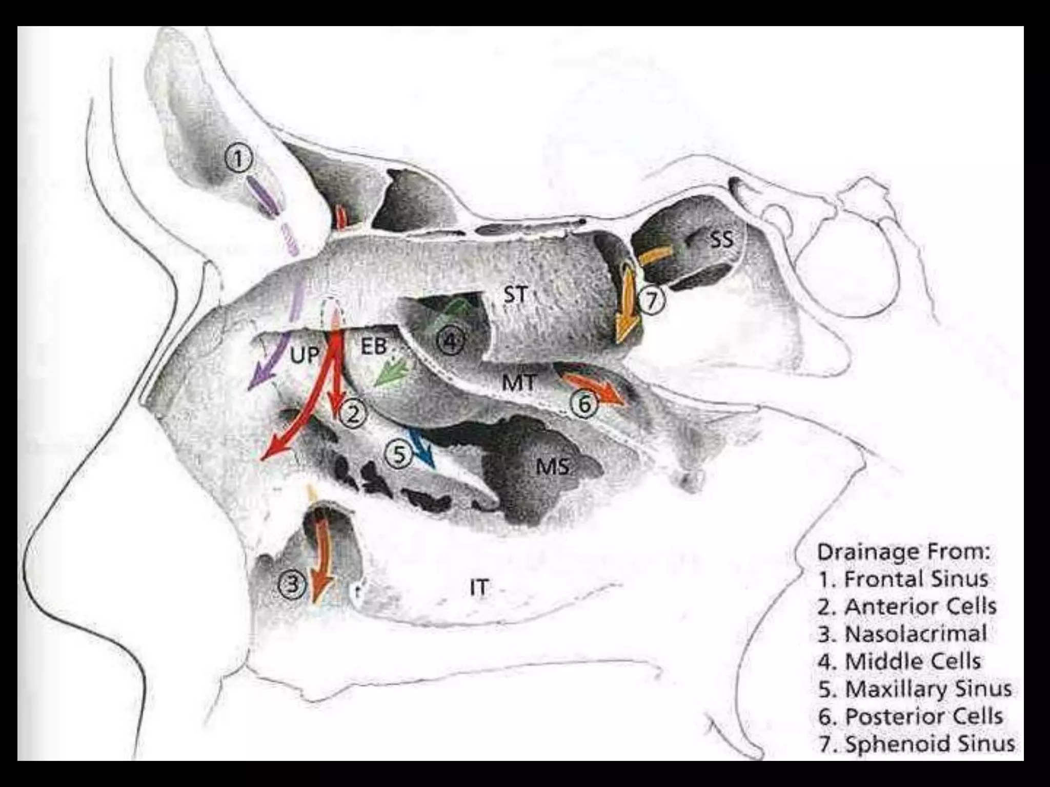 Anatomy and physiology of nose and paranasal sinuses | PPT
