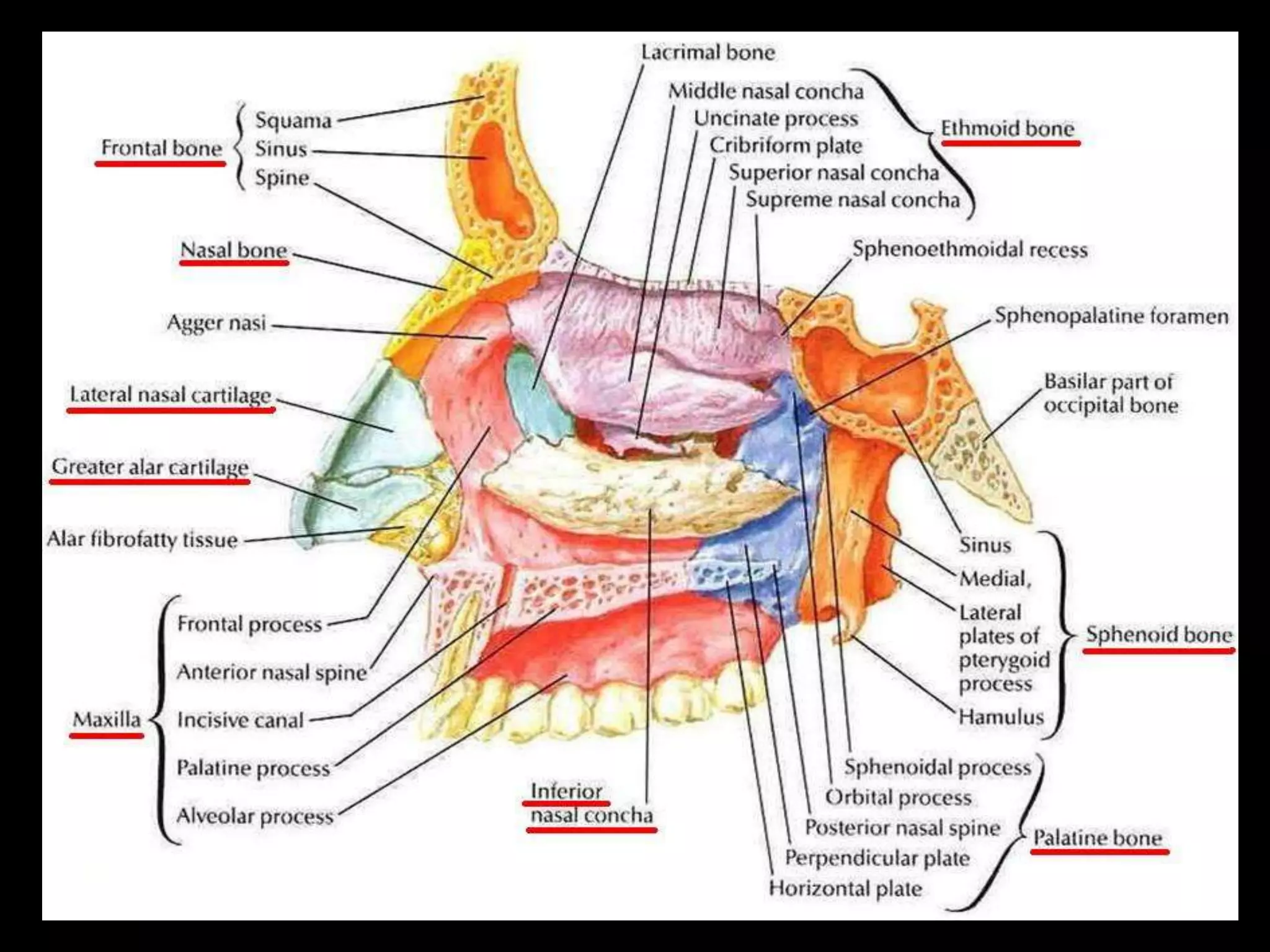 Anatomy and physiology of nose and paranasal sinuses | PPT