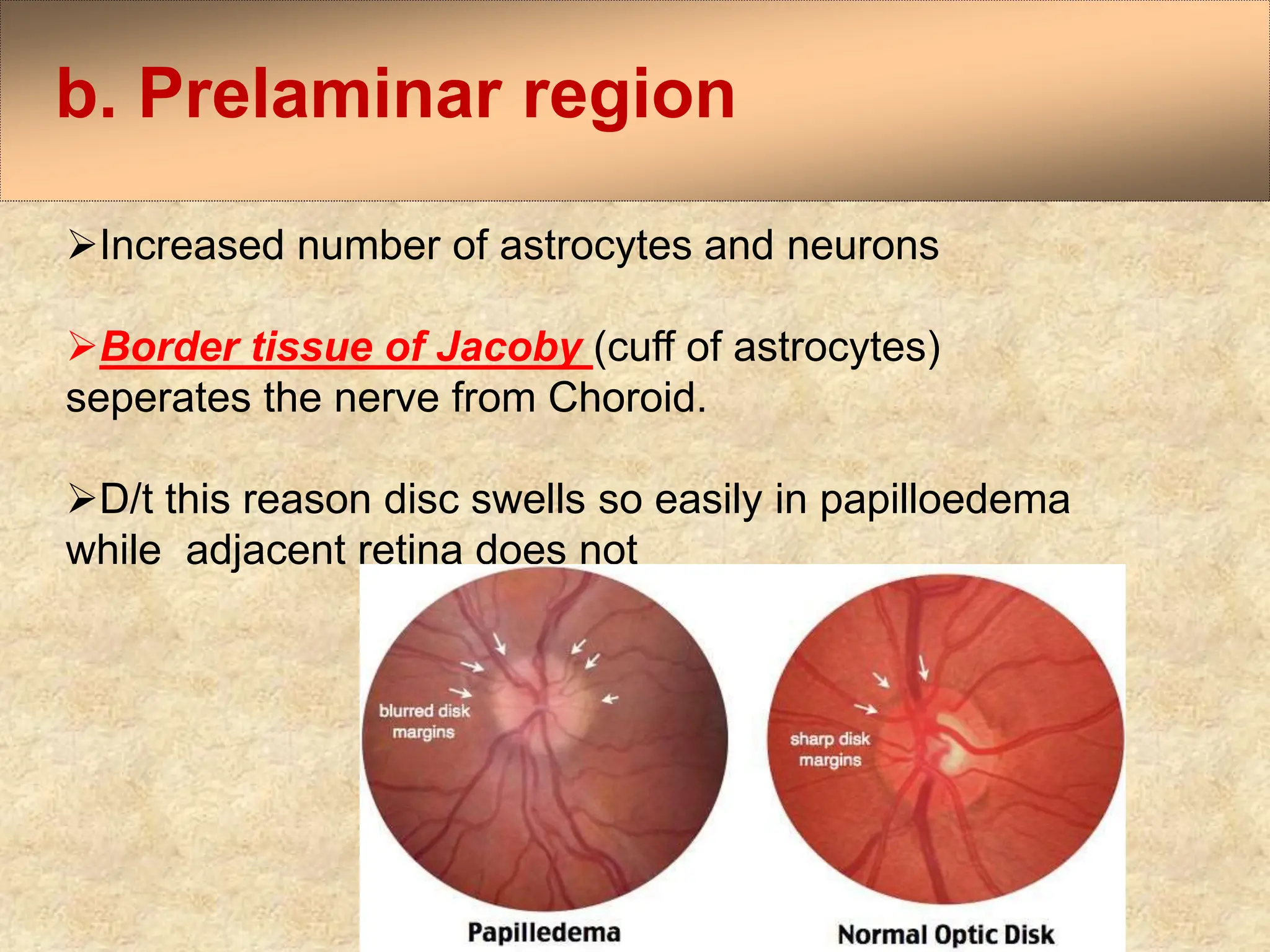 Anatomy and Physiology of Optic Nerve Dr.PrabhatDevkota.pptx
