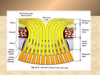 Anatomy and Physiology of Optic Nerve Dr.Prabhat_78d818a0-c8b5-4cb0 ...
