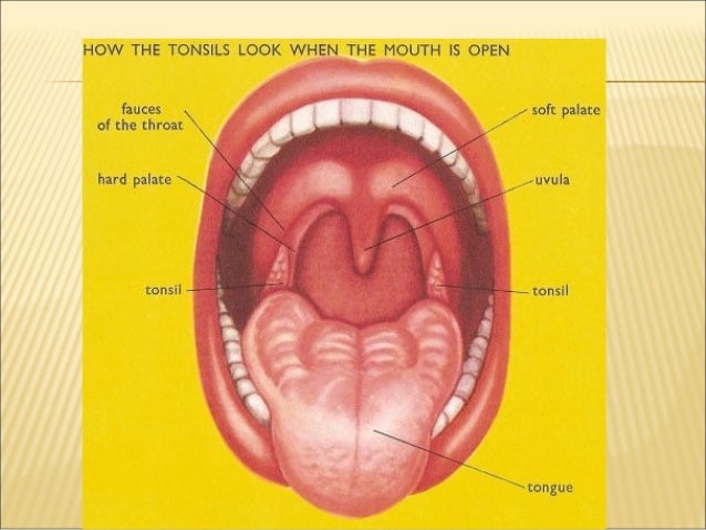 Anatomy and physiology of oral cavity oropharynx waldeyer’s