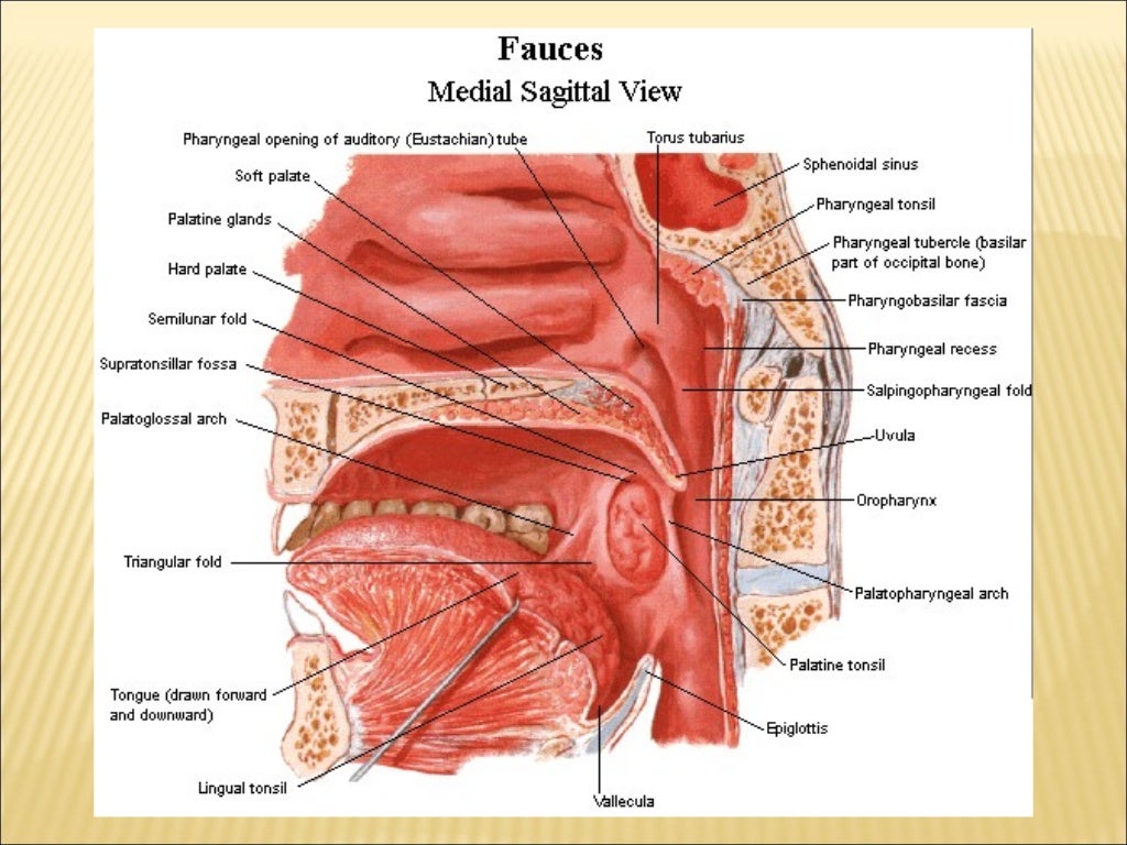Anatomy and physiology of oral cavity oropharynx waldeyer’s