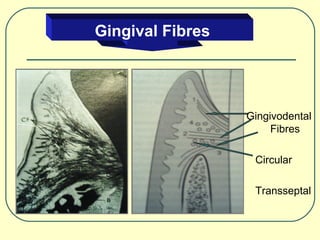 Anatomy and physiology of periodontuim | PPT