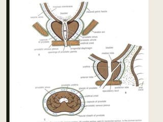 Prostatitis Location Anatomy and physiology of prostate | PPTX
