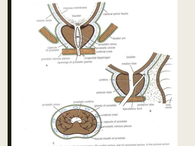 Anatomy and physiology of prostate | PPTX