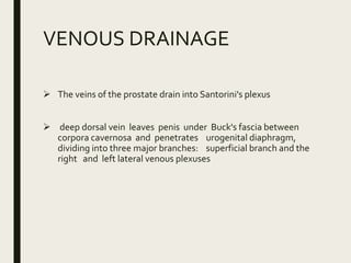 Anatomy and physiology of prostate | PPTX