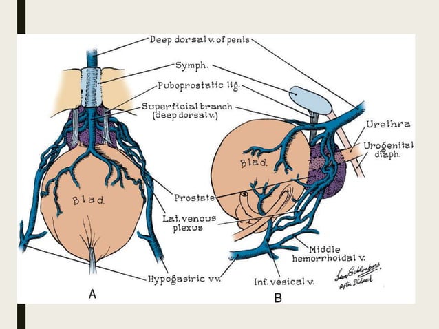Prostate Development Anatomy and physiology of prostate | PPTX