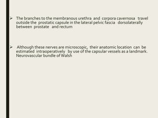Anatomy and physiology of prostate | PPTX