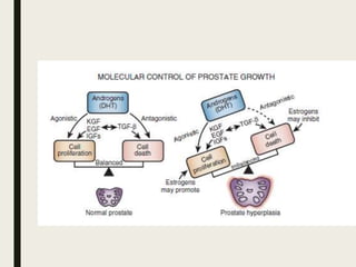 Anatomy and physiology of prostate | PPTX