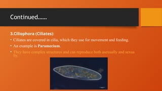 Anatomy,Physiology and classification of protozoa | PPTX