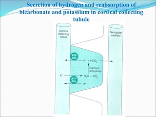 Rectisol Absorption System Anatomy and physiology of renal system.ppt