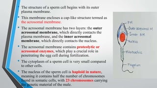 ANATOMY AND PHYSIOLOGY OF REPRODUCTIVE SYSTEM.pptx