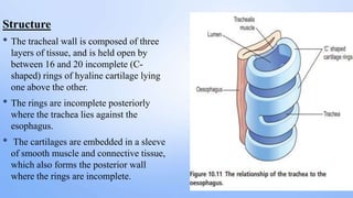 ANATOMY AND PHYSIOLOGY OF RESPIRATORY SYSTEM.pptx