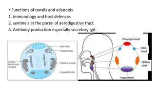 ANATOMY AND PHYSIOLOGY OF RESPIRATORY SYSTEM.pptx