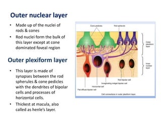 Rod Spherule Anatomy and physiology of retina | PPTX
