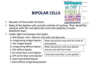 Anatomy and physiology of retina | PPTX