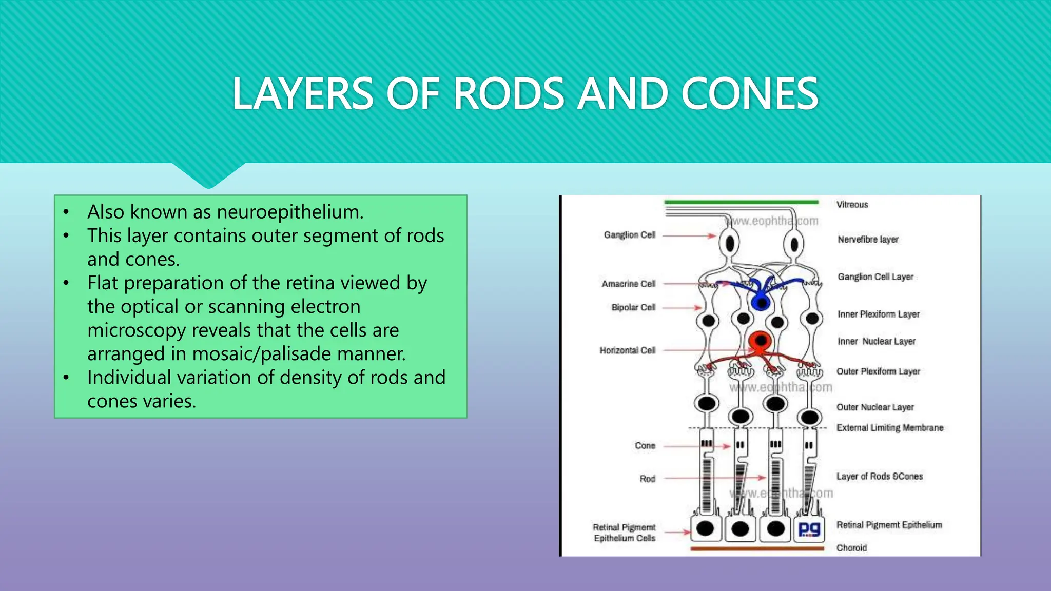 ANATOMY AND PHYSIOLOGY OF RETINA ( Part 2)[1].pptx | Free Download