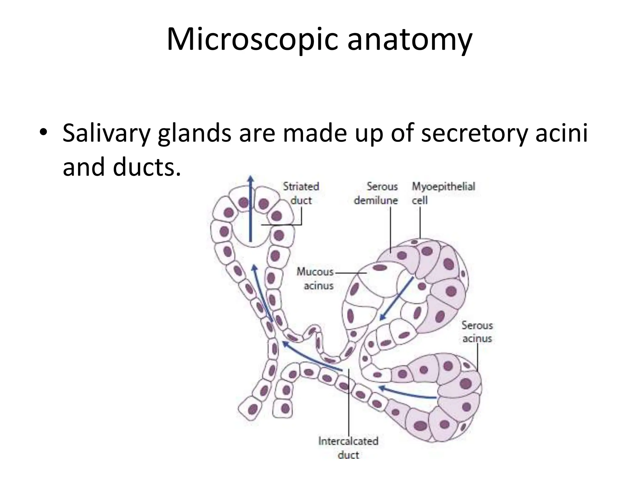 Salivary gland ent orl anatomy and physio | PPT