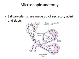 Salivary gland ent orl anatomy and physio | PDF