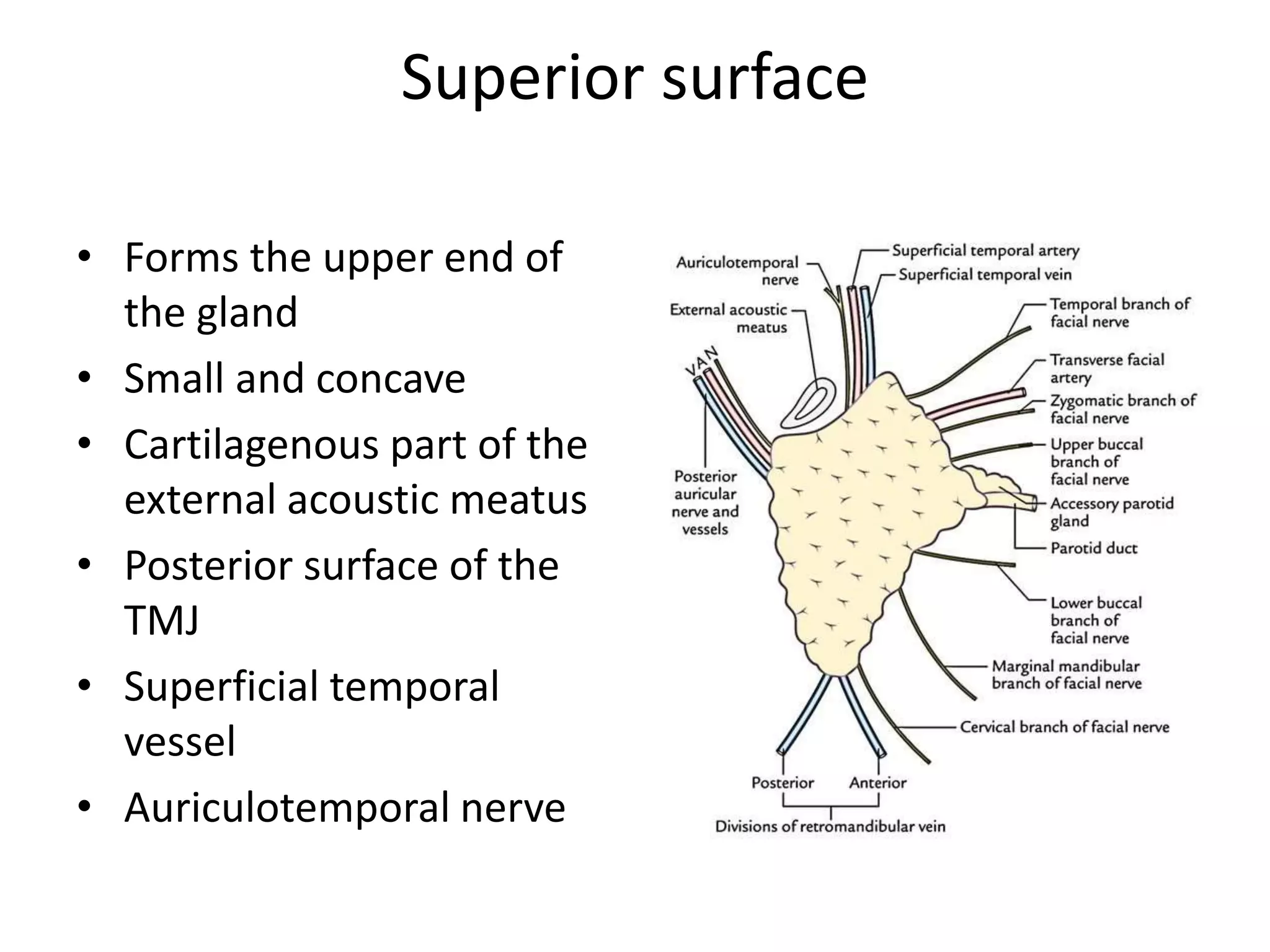 Anatomy and physiology of salivary gland | PPTX