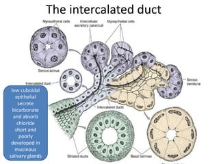 Anatomy and physiology of salivary gland | PPTX