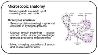Anatomy and physiology of salivary glands | PPTX