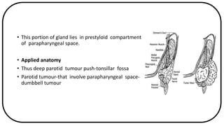 Anatomy and physiology of salivary glands | PPTX