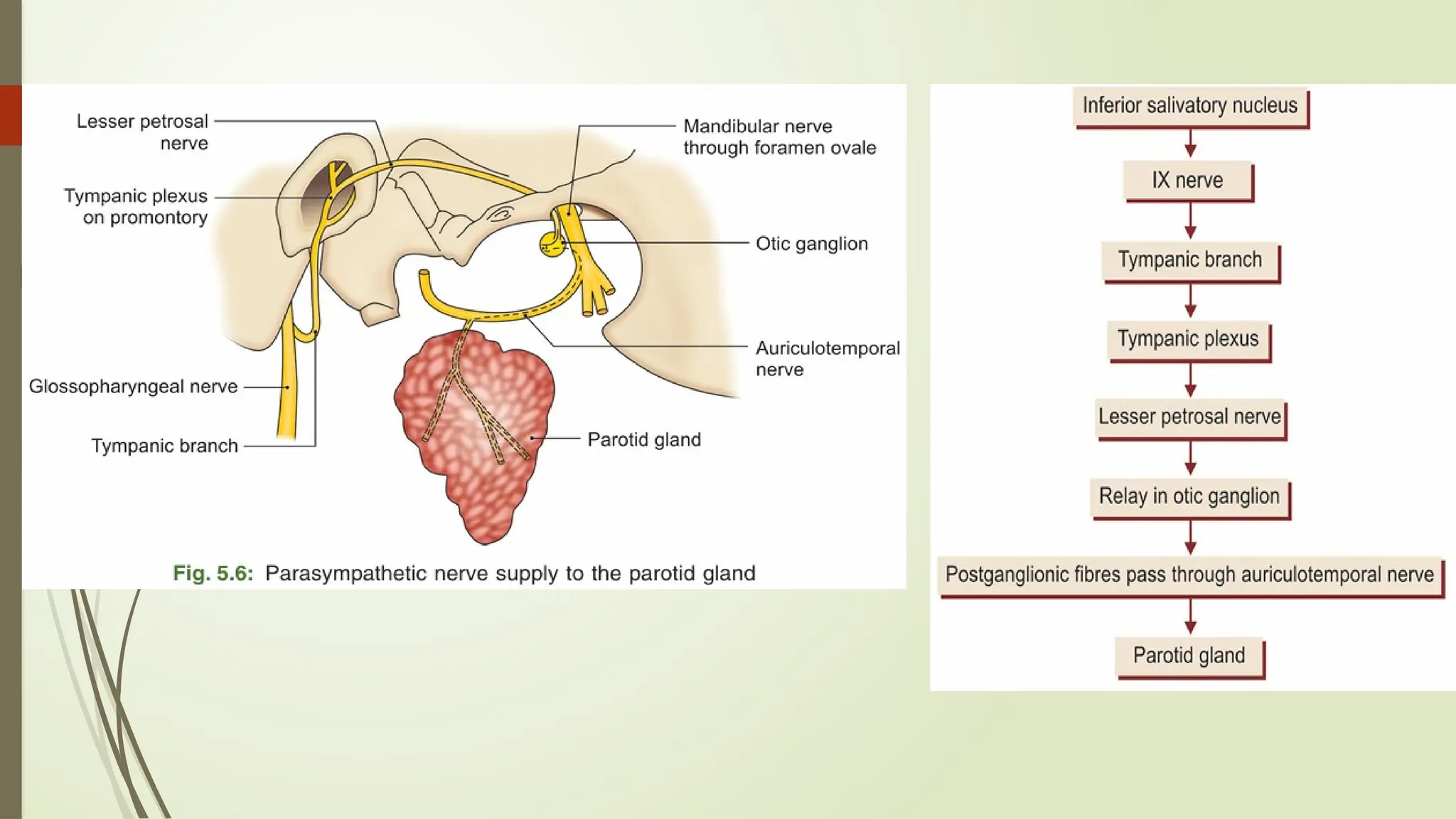 ANATOMY AND PHYSIOLOGY OF SALIVARY GLANDS.pptx